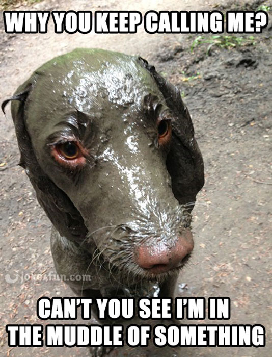 Image result for funny dog memes