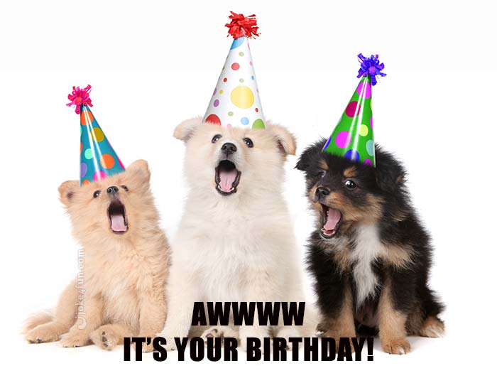 Piadas e Videos "Piadas e Vídeos em memes"Awww it's your birthday