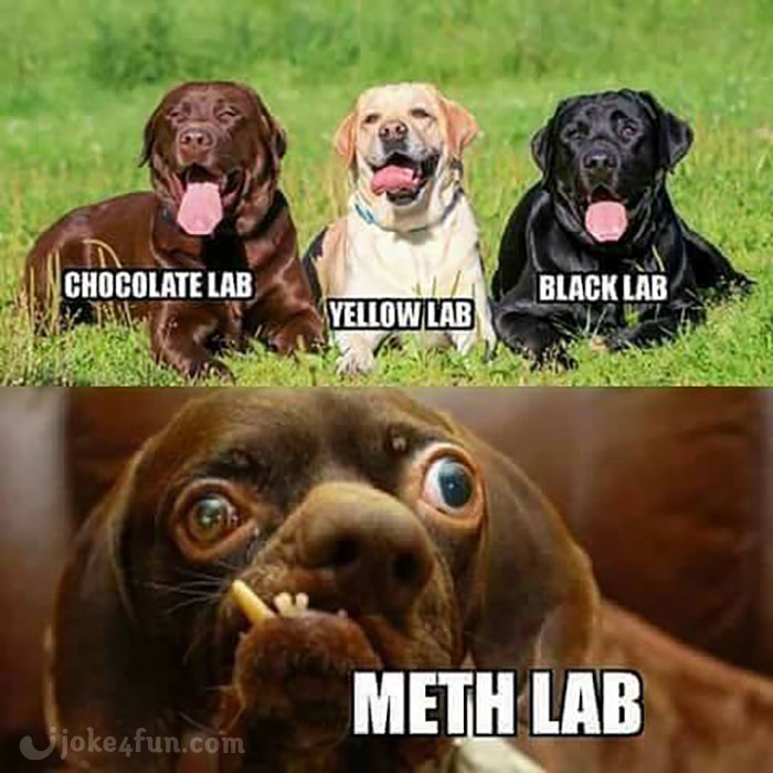 memes about lab equipment Score!!!! (from the facebook lab humor page ...