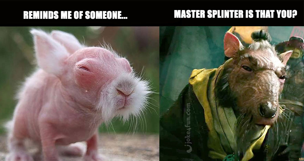 Joke4Fun Memes: Baby rabbit looks like kung-fu master
