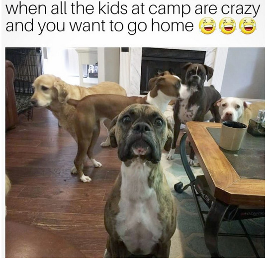 Funny Puppy Memes For Kids