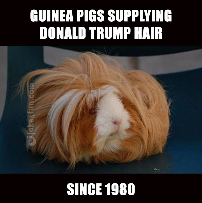 Joke4fun Memes Guinea Pigs