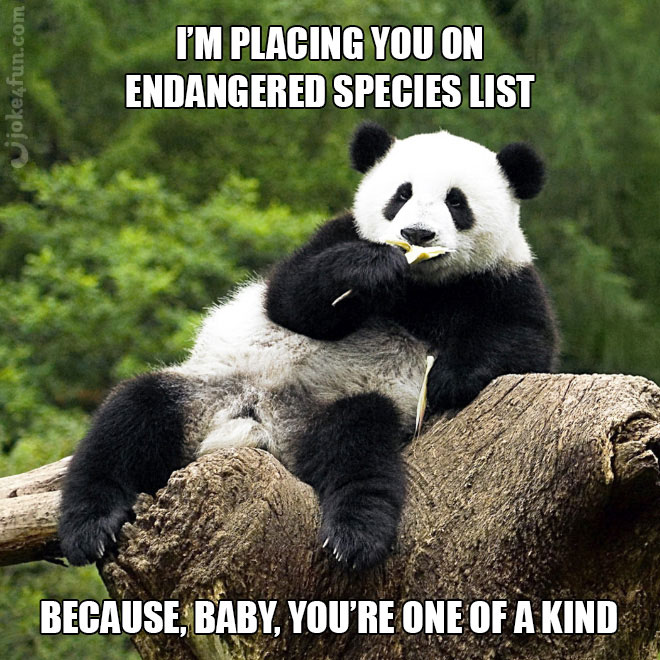 Joke4fun Memes Panda Pickup Line