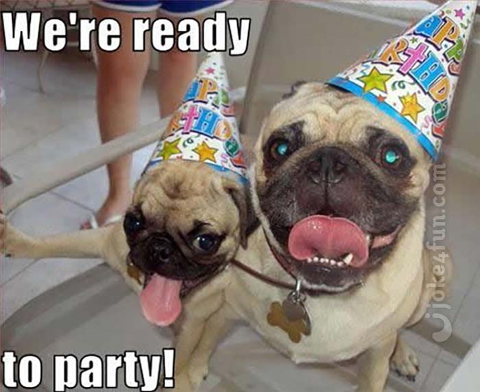 Pug Birthday Meme